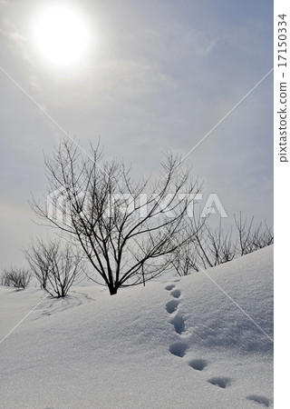 雪原的腳印 17150334