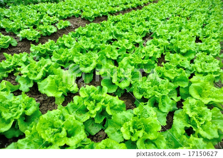 green lettuce crops in growth green lettuce crops in growth 17150627