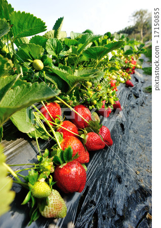 strawberry field 17150855