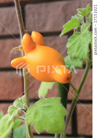 Tsunonasu真正的狐狸臉 17151021