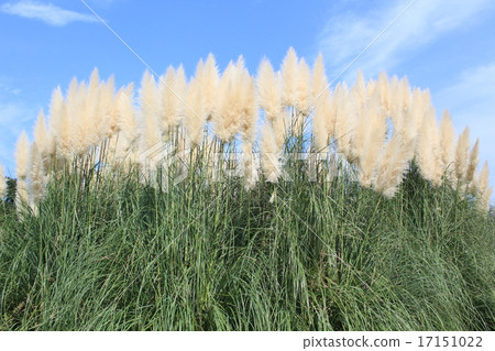秋天天空和白被盯梢的梨和南美大草原草 17151022