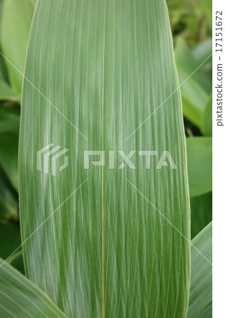 Aoi Kumasada的年輕葉05 17151672