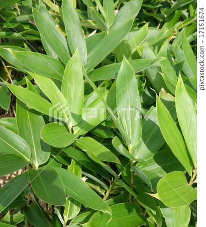 Aoi Kumasada的年輕葉07 17151674