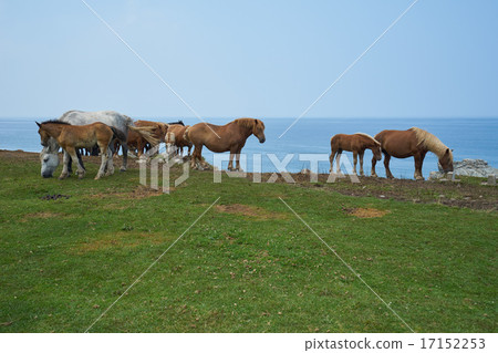 A group of horses eating grass at the peninsula's prairies (Assassayasaki, Shimokita Peninsula, Aomori Prefecture) A group of horses eating grass at the peninsula's prairies (Assassayasaki, Shimokita Peninsula, Aomori Prefecture) 17152253