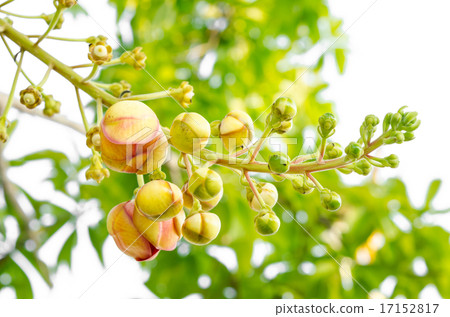 Young Sala or Cannon Ball, Cannon Ball Tree, Sal 17152817