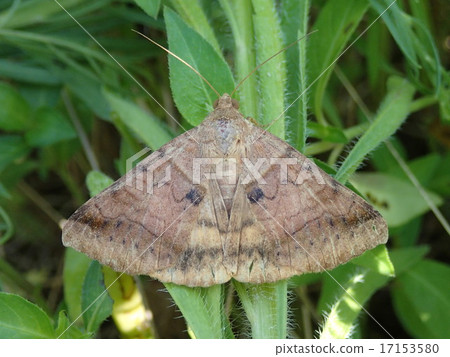 Moth fellow (up) 17153580