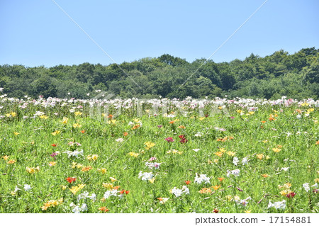 百合花園2 17154881