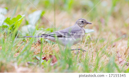 Yellow wagtail, female 17155345