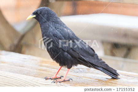 Alpine Chough (Pyrrhocorax graculus) 17155352