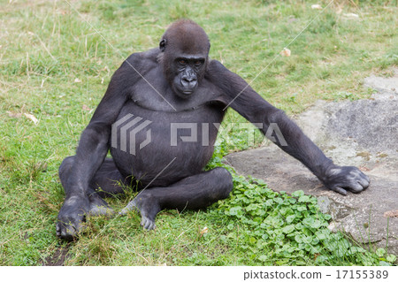 Adult gorilla resting Adult gorilla resting 17155389