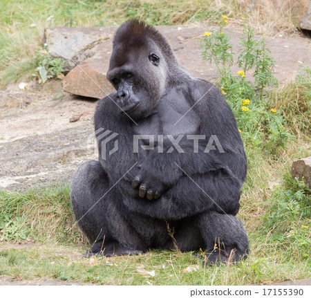 Silver backed male Gorilla Silver backed male Gorilla 17155390