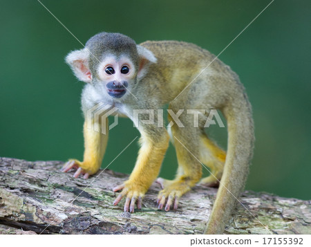 Small common squirrel monkeys (Saimiri sciureus) Small common squirrel monkeys (Saimiri sciureus) 17155392