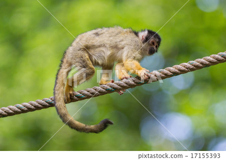 Small common squirrel monkeys (Saimiri sciureus) 17155393