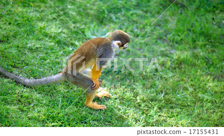 Squirrel monkey standing in a funny pose 17155431