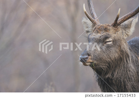 閉著眼睛的Ezoshima 17155433