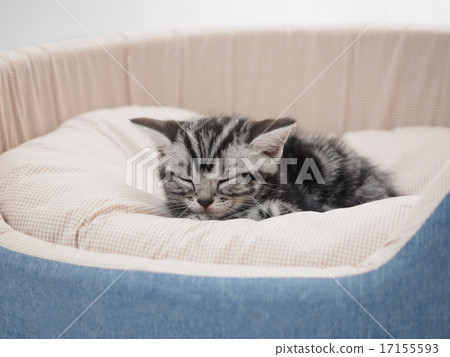 睡覺在床上的美國短小睡覺的小貓 17155593