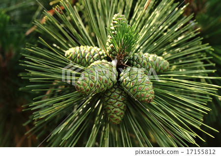天然植物黑松，第二年它是初夏的松果。我們將在年底飛行物種 17155812