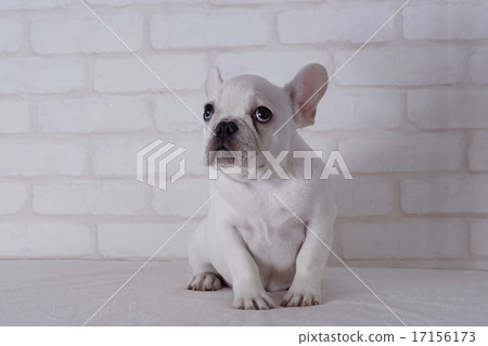 法國鬥牛犬坐 法國鬥牛犬坐 17156173