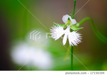 Sagisou Sagisou 17156394