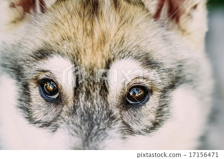 Close Up Of Eyes Of Husky Dog Puppy 17156471