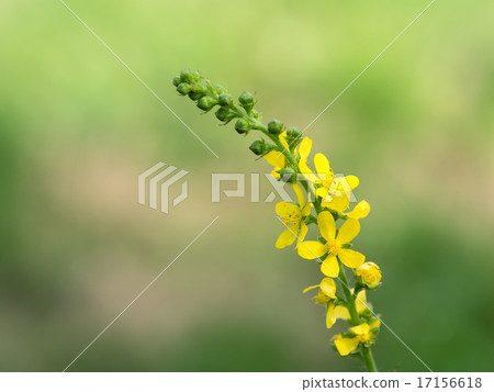 Yellow flower bird fly 17156618