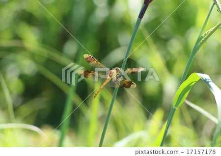 Dragonfly  17157178