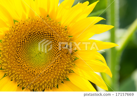 Bee and sunflower Bee and sunflower 17157669