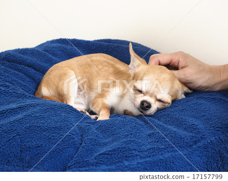 Smooth Chihuahua who is stroked and sleeps Smooth Chihuahua who is stroked and sleeps 17157799