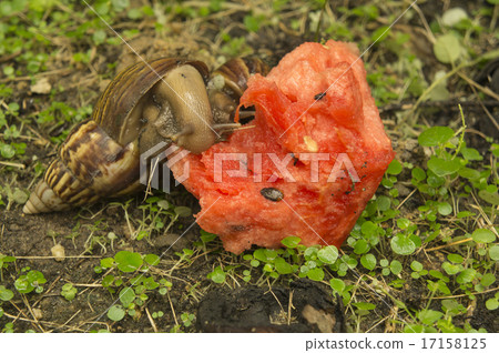 snail slug slow grass closeup nature ground  17158125