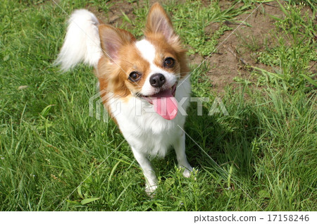 Chihuahua Chihuahua 17158246