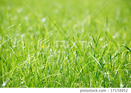grass at the park grass at the park 17158952