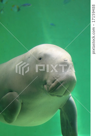 Dugong 17159488