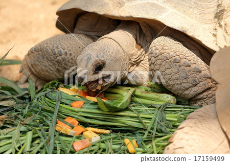 Tortoise while eating 17159499