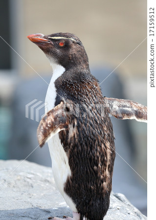 Pounding stinging penguins 17159512