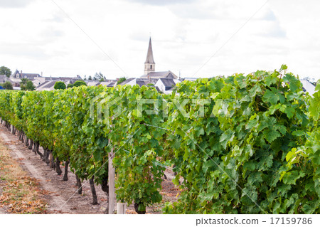 vineyard with grapes in the Loire Valley France 17159786