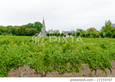 vineyard with grapes in the Loire Valley France vineyard with grapes in the Loire Valley France 17159787