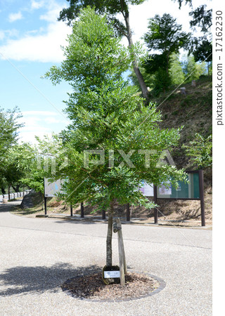 Nagi's tree 17162230