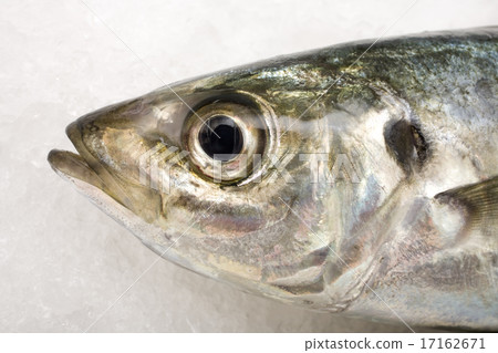 Head of a mackerel Head of a mackerel 17162671