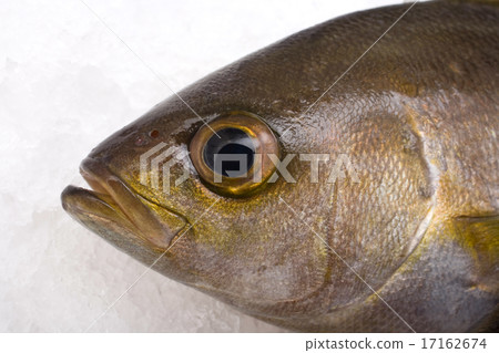 Isaki的負責人 Isaki的負責人 17162674