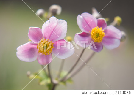 Shumayigiku 17163076