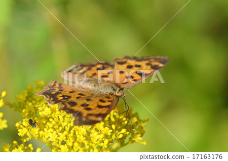 Kita tepa stopping at a maiden flower (Huang standing feather) 17163176