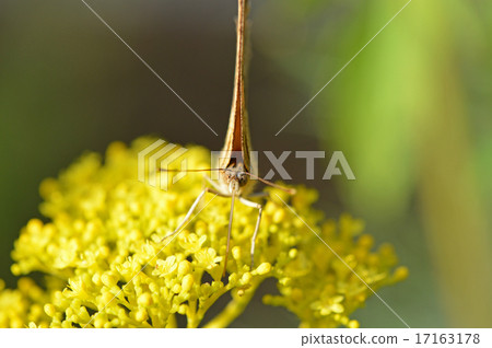 Kita tepa stopping at a maiden flower (Huang standing feather) 17163178