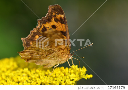 Kita tepa stopping at a maiden flower (Huang standing feather) 17163179