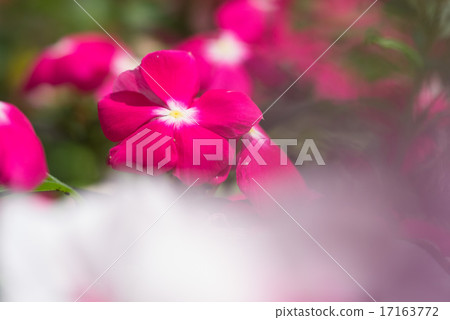 Nichinichiso 17163772