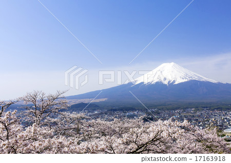 Fuji Niigakura Cherry blossoms in full bloom as desire from Asama Shrine and fine Fuji sunny blue sky Copy space Simple Fuji Niigakura Cherry blossoms in full bloom as desire from Asama Shrine and fine Fuji sunny blue sky Copy space Simple 17163918