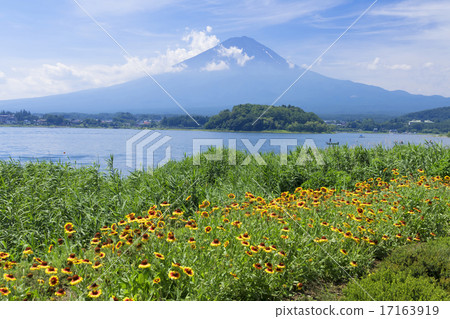 Summer Mt. Fuji Kawaguchiko Tianjin Chrysanthemum Summer Mt. Fuji Kawaguchiko Tianjin Chrysanthemum 17163919