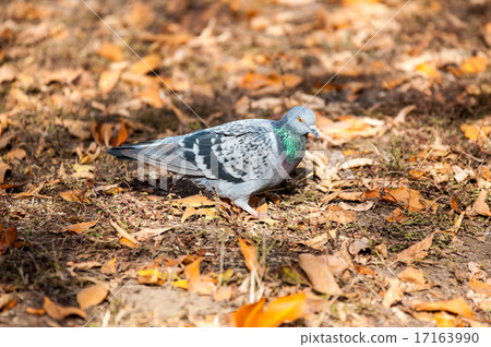 Rock pigeon 17163990