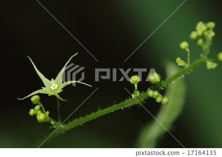 Natural plant Amaterchuru, Dioie different strain. This is a male flower blooming in the male, but it is a clean but beautiful flower ③ Natural plant Amaterchuru, Dioie different strain. This is a male flower blooming in the male, but it is a clean but beautiful flower ③ 17164135