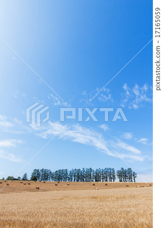 Hill of Hokkaido Mild Seven and hay roll Hill of Hokkaido Mild Seven and hay roll 17165059