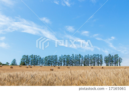 Hill of Hokkaido Mild Seven and hay roll Hill of Hokkaido Mild Seven and hay roll 17165061